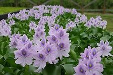 Live purple water for sale  Pauma Valley