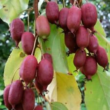 Rote bayernkiwi ken gebraucht kaufen  Detmold