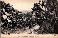 66038 postcard algeria d'occasion  Expédié en Belgium
