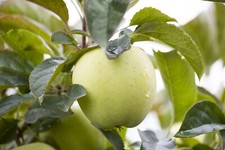 Malus weißer klarapfel gebraucht kaufen  Westerstede