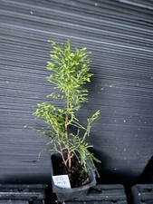 Emerald green arborvitae for sale  Martin