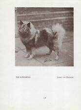 Keeshond old vintage for sale  COLEFORD