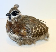 Table top quail for sale  Sully