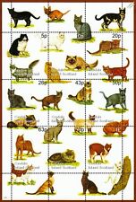 Cats cat breeds for sale  PONTYPRIDD