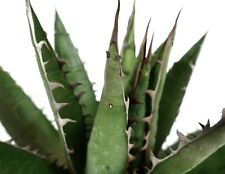 Agave horrida with usato  Napoli