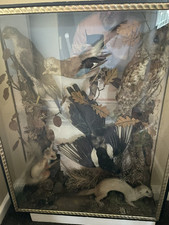 taxidermy parrot for sale  NEWCASTLE UPON TYNE