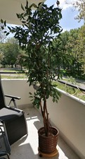 Künstlicher ficus 175 gebraucht kaufen  Hamburg