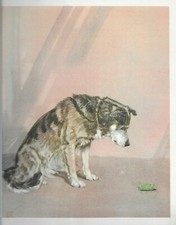 dog siberian husky for sale  Tampa