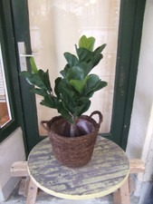 Ficus lyrata 90cm gebraucht kaufen  Berlin