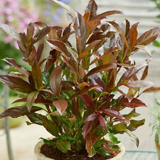 Viburnum coppertop evergreen for sale  UK