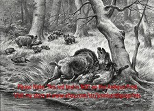 Wild boars males for sale  Lake Villa
