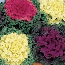 Ornamental cabbage mix for sale  LUTON