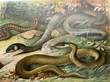 Riginalgrafik fauna reptilien gebraucht kaufen  Berlin