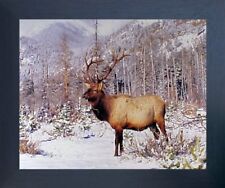 Big bull elk for sale  San Jose