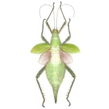 Heteropteryx dilatata female for sale  Sahuarita