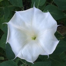 Moonflower bush variety for sale  Lenexa
