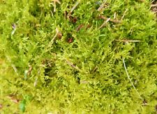 Fresh organic sphagnum for sale  HOLMFIRTH