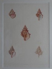 Biplex - Meeresschnecken Muscheln - Conchologie Perry - kol. Aquatinta - 1810, usado comprar usado  Enviando para Brazil