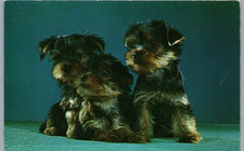 Yorkshire terrier puppies for sale  Mill Spring