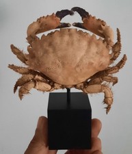 Curiosité taxidermie crabe d'occasion  Montpellier-