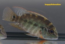 True parrot cichlids for sale  Raleigh
