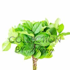Fresh salal leaf for sale  San Jose