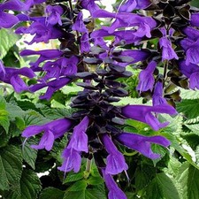 Salvia amistad perennial for sale  HAILSHAM