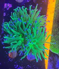 Live torch coral for sale  Oceanside