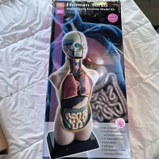 Edu toys human for sale  Ben Lomond