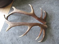 Hirsch abwurfstangen 1x2482 gebraucht kaufen  Traunstein