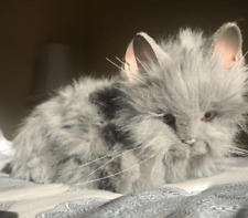 Furreal friends persian for sale  Wilkes Barre