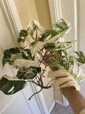 Variegated monstera whole for sale  Portland