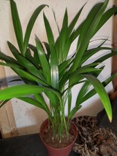 torbay palm trees for sale torbay palm trees for sale SWINDON