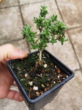 Trichodiadema bulbosum caudex for sale  GLASGOW