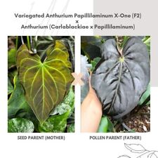 Variegated papillilaminum x for sale  Livermore