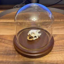 Real turtle skull for sale  Portland