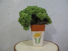 Echeveria crested fully for sale  El Monte
