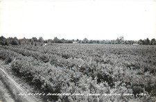 Rppc postcard dr. for sale  Redding