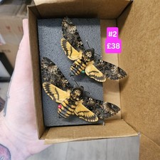 Acherontia atropos death for sale  BARRY