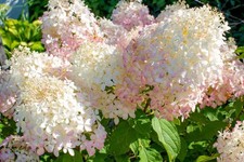 Phantom hydrangea paniculata for sale  Elberton
