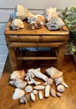 Nice sea shell for sale  Saint Amant