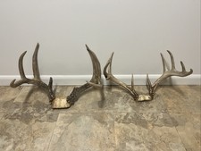 Whitetail deer lot for sale  Shepherd
