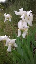 Rizomi iris barbata usato  Arcevia