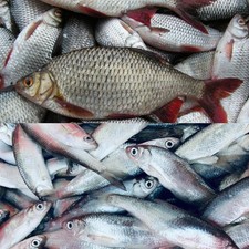 Köderfische süßwasserfische gebraucht kaufen  Garbsen