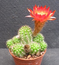 firecracker for sale firecracker for sale YORK
