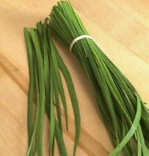 Allium tuberosum aglio usato  Italia