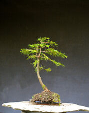 Bonsai outdoor hardy for sale  Shipping to Ireland