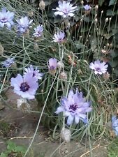 Blaue rasselblume steingarten gebraucht kaufen  Neukloster