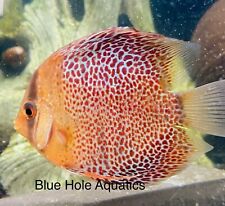 Spotted leopard discus for sale  Naples