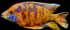 Juvenile african peacock for sale  Tyngsboro